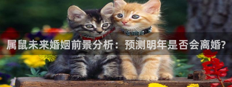 多多28g注册：属鼠未来婚姻前景分析：预测明年是否会离婚?